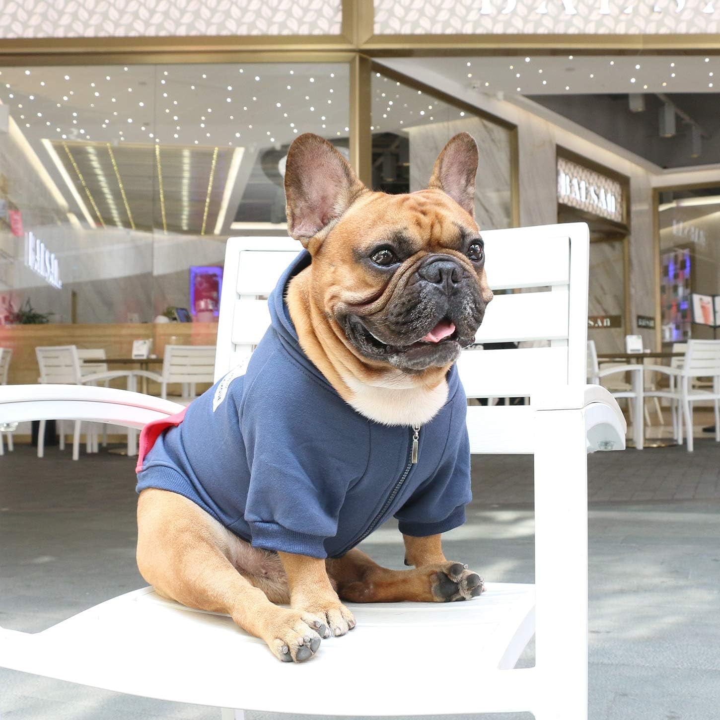 Dog Hoodie on French Bulldog sitting outside, showcasing style and warmth for small thick-chested dogs.
