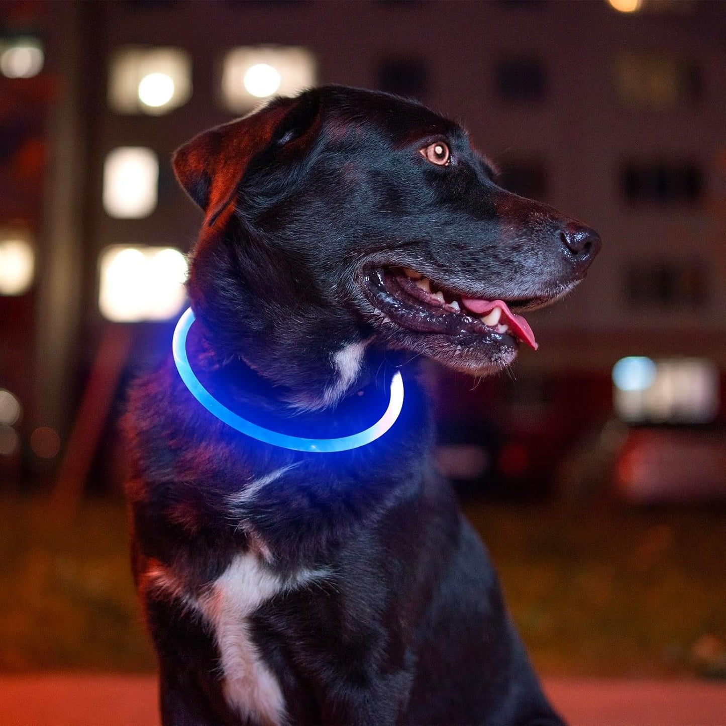 USB Rechargeable Dog Collar Light
